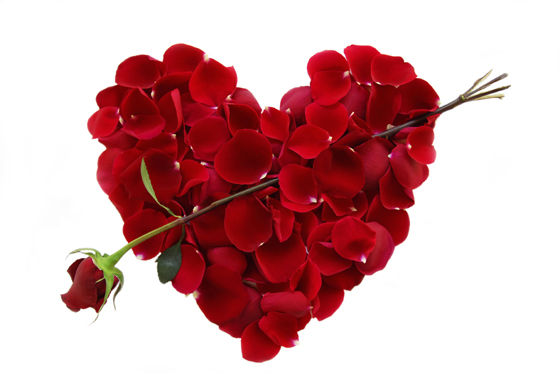 Send Roses to your loved one in Bradford